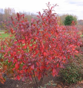 ����������: ������, ��������� �� ������������, �� ������� ��������� �����