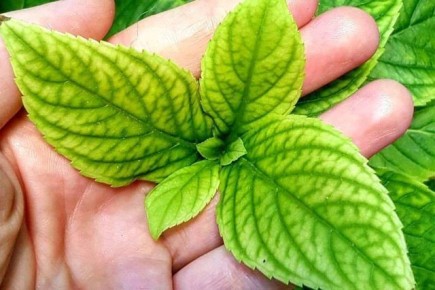 ������ ���������: ��� ���������� � ������ �������� �� ������