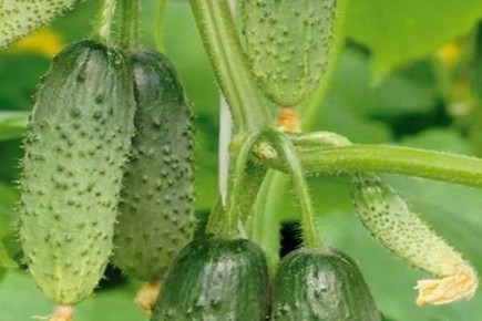 ������ ���������: ��������� ���� ��� ��������������� � ������ �������