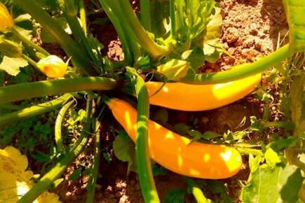 ������� ���������: ����� ������ �������� 2025 ����