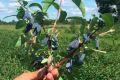 ��������� �������� �������: ������ ����� ��� ������ ����