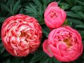 ������� �������� ������� ������: ��� ��������� ��������� �������� ������ ����