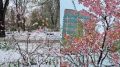Снег разрушил весеннее очарование Аптекарского огорода МГУ