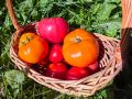 Незабвенный вкус жёлтых помидоров: как один сорт изменил всё