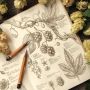 Хмель обыкновенный: История, тайны и удивительные факты