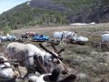 В оленеводческих хозяйствах Чукотки проходит летовочная кампания