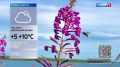 Прогноз погоды на 5 августа