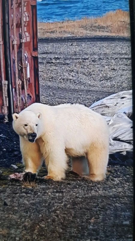 Ещё один населённый пункт проголосовал на 100%, а к избирательному участку пришел необычный гость! Ещё один населённый пункт проголосовал на 100%, а к избирательному участку пришел необычный гость!