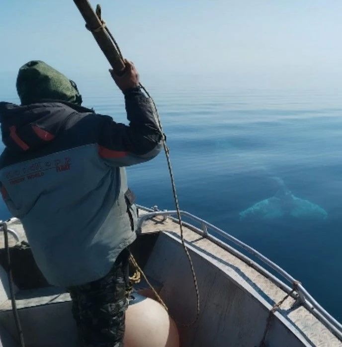 Морзверобои Чукотки добыли более двух тысяч морских млекопитающих Морзверобои Чукотки добыли более двух тысяч морских млекопитающих