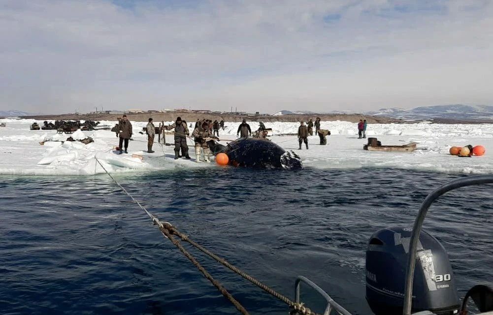 Морзверобои Чукотки добыли более двух тысяч морских млекопитающих Морзверобои Чукотки добыли более двух тысяч морских млекопитающих