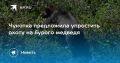 Чукотка упрощает охоту на бурого медведя