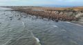 Тысячи моржей расположились на берегу Чукотки