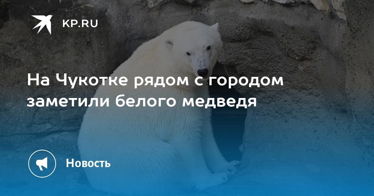 На Чукотке заметили белого медведя