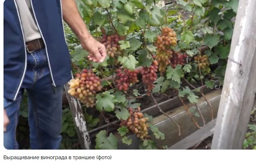 Как защитить виноград от морозов в Сибири: советы по укрытию и обрезке