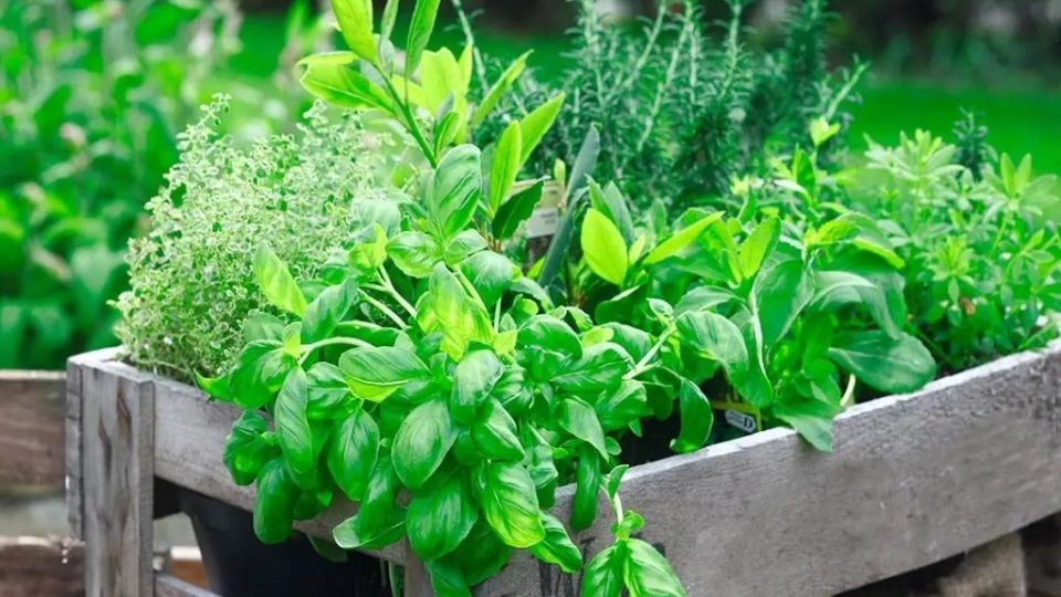 ������� ����������� ���� � ������ �����