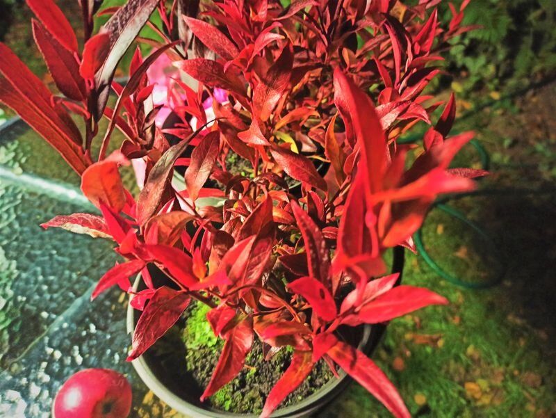 Непредсказуемые находки в контейнерах: что скрывают горшки с леукотоэ?