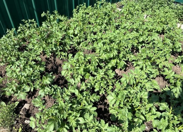Как спасти урожай картошки в жаркий июль: советы огородников