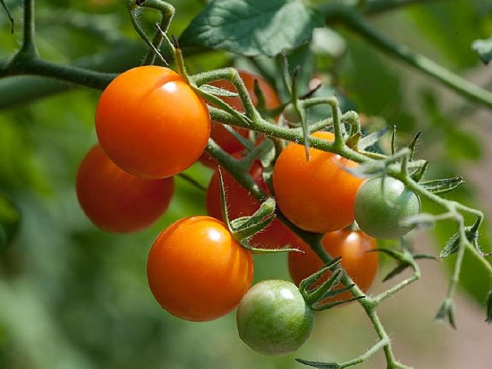 7 неожиданных продуктов, которые могут навредить вашим помидорам