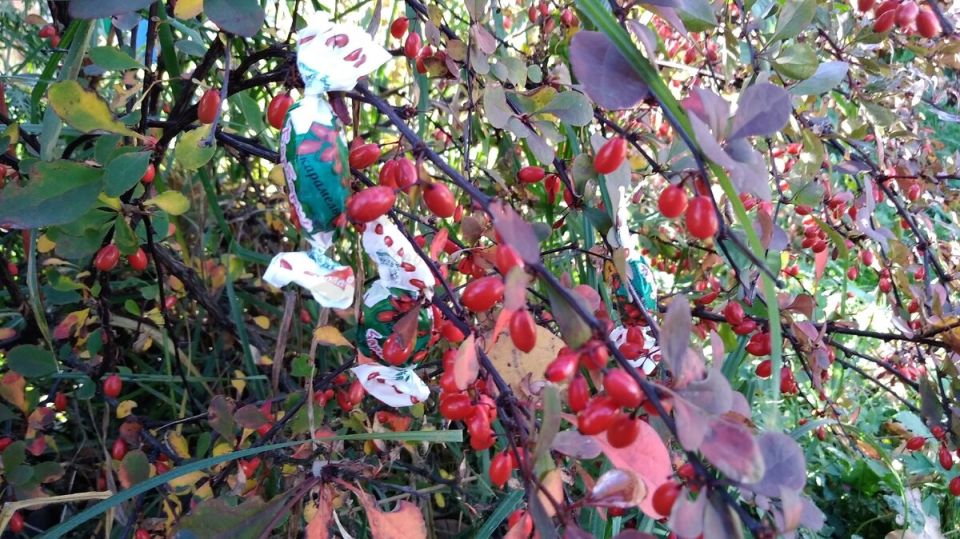 Барбарис: вкусные возможности и полезные свойства красных ягод