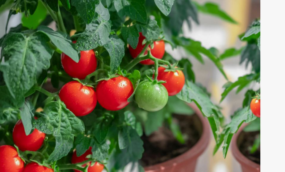 Феномен домашних томатов: Как всего 13 кустов могут подарить вам 100 кг урожая