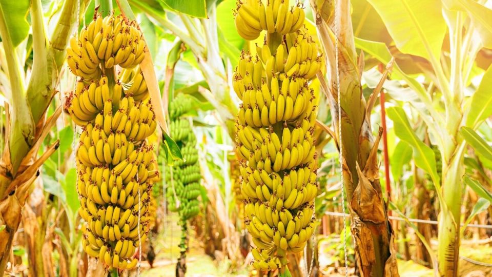 Бананы на юге России: как теплицы могут изменить аграрный ландшафт страны