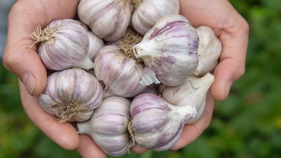 Как вырастить великолепный озимый чеснок: советы агронома