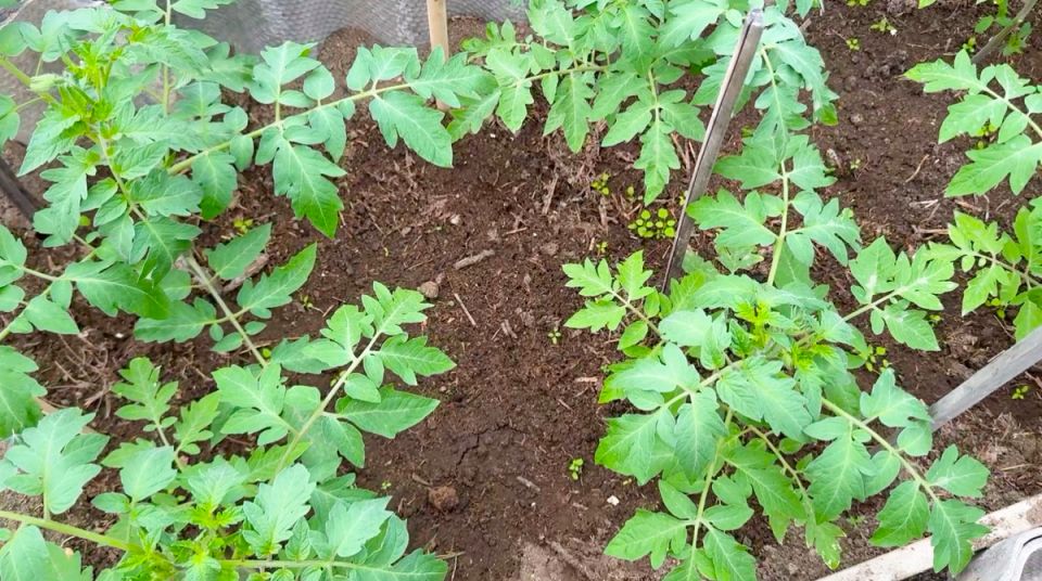 Почему правильный полив томатов после высадки в теплицу имеет решающее значение