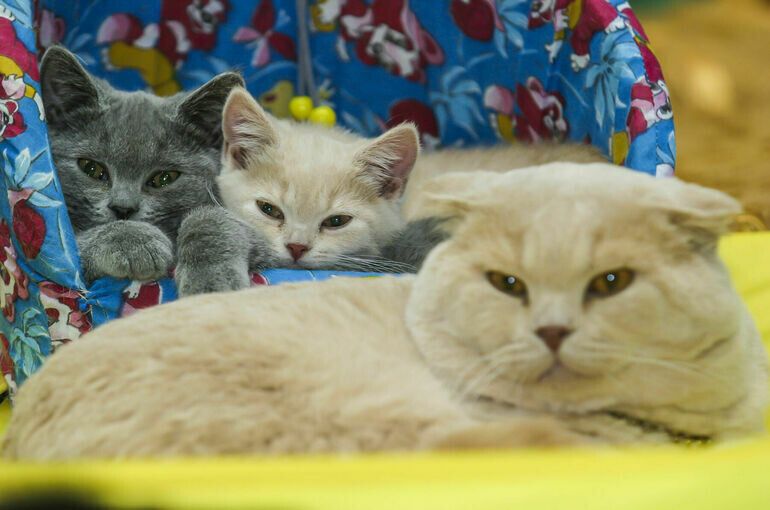 Госдума планирует ограничить число домашних животных в квартирах