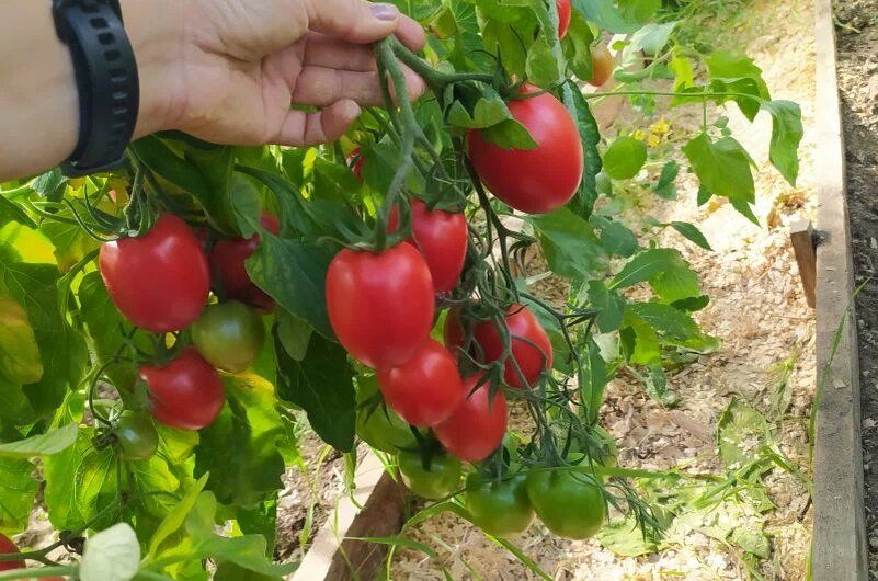 Топ-9 производителей семян томатов: какой выбрать для изобильного урожая