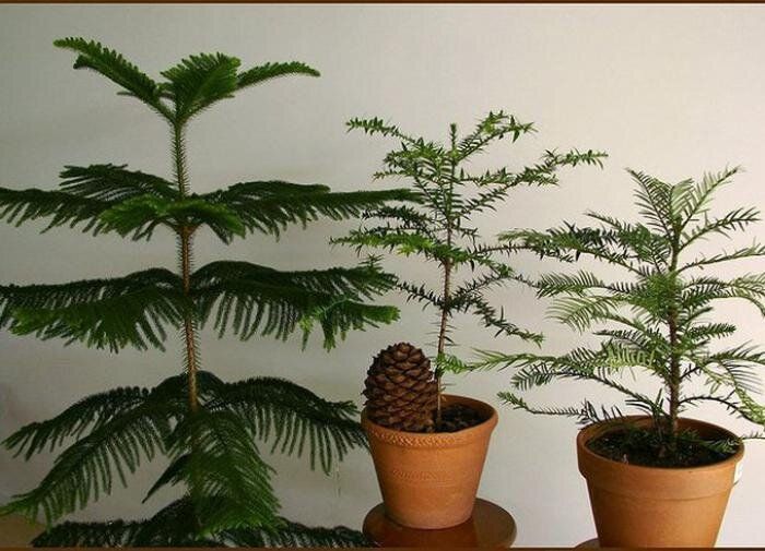 Создайте уют в своем доме с помощью комнатных хвойных растений