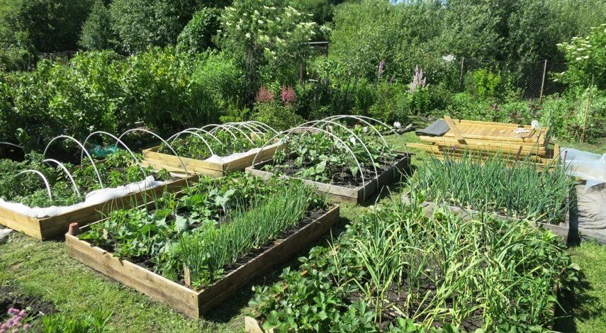 Растения на даче под угрозой: как избежать штрафа до 300 тысяч рублей