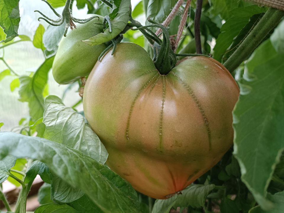 Секреты идеального урожая: как не попасться на крючок заводских обещаний