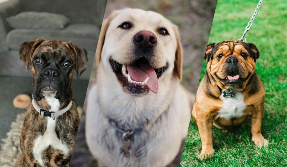 Топ-13 самых миролюбивых пород собак для семейного счастья