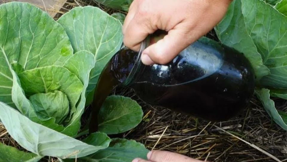 Почему ваша капуста не завязывает кочаны? Возможные причины и решения