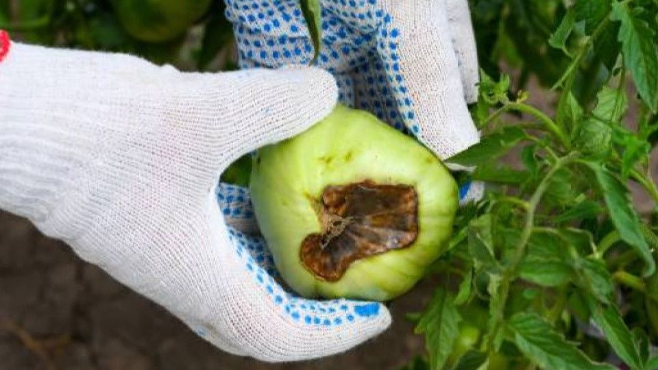 Как предотвратить вершинную гниль помидоров: главные советы для огородников