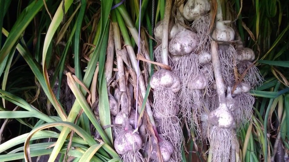 Как недорогой нашатырный спирт изменяет будущее чеснока: секрет успешного урожая