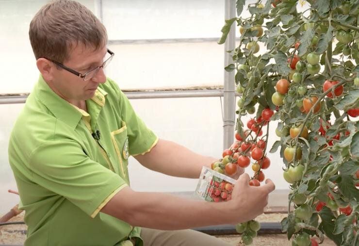 Летние тайны тепличного рая: лучшие сорта томатов для вашего огорода