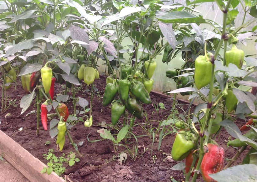 Как правильно поливать перцы в знойные дни: секреты ухода за растениями