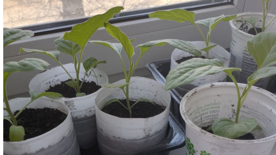 Как правильно подкармливать рассаду для увеличения урожая на 50%