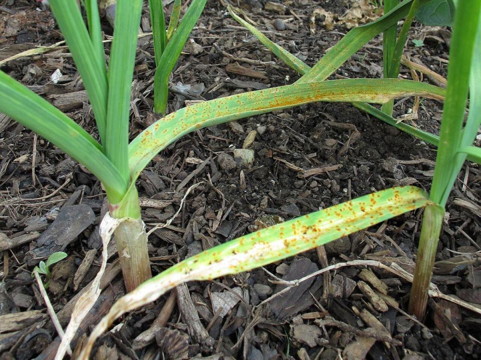 Как спасти чеснок: секреты борьбы с желтизной в вашем саду