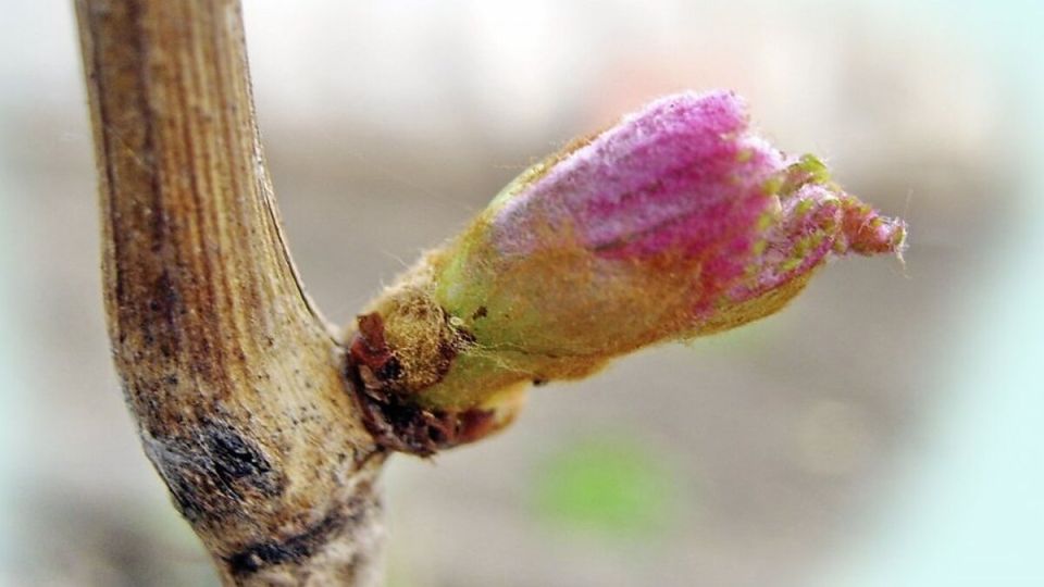 Когда и чем подкармливать виноград в мае