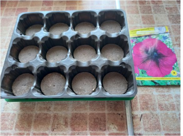 Успех вашей рассады: секреты посадки семян в торфяные таблетки