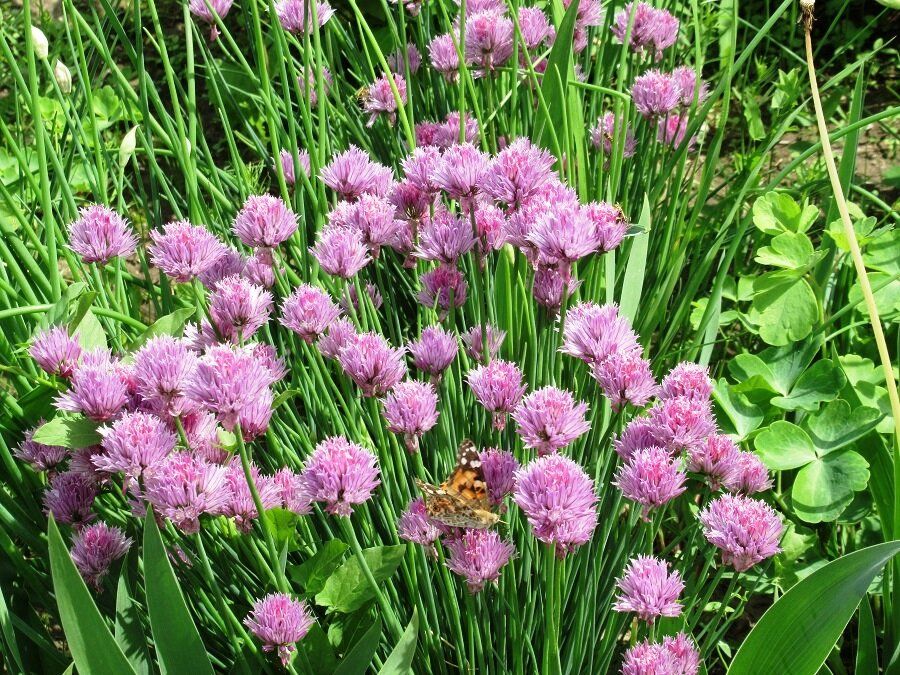 �����-���: ������� ������ � ���� �� ����� ������� ������ ����