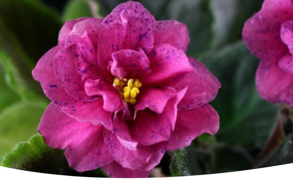 Узамбарские фиалки: советы по уходу и пересадке