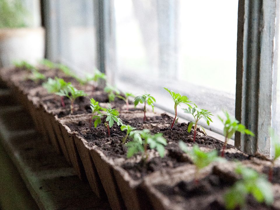 Огуречный бум: какие сорта выбирать в 2026 году