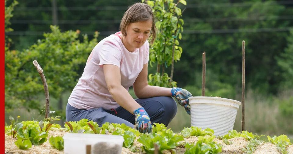 Дачный этикет: что теперь запрещено?