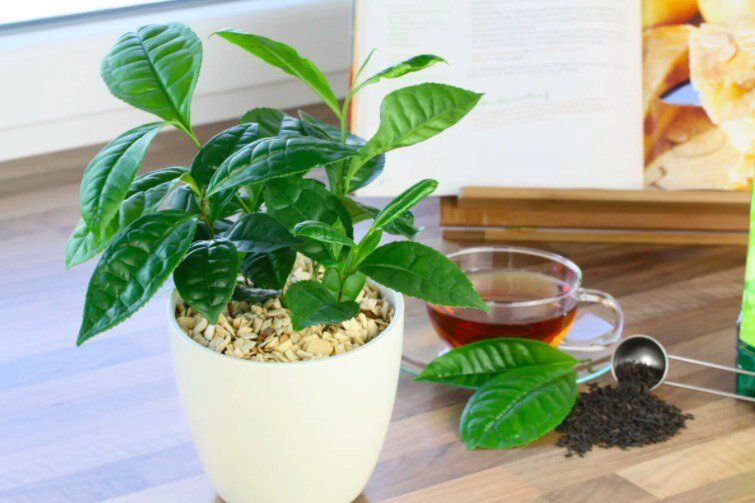 ��� �� ����: �������� �� ��������� ����������� ���� � �������� ��������?