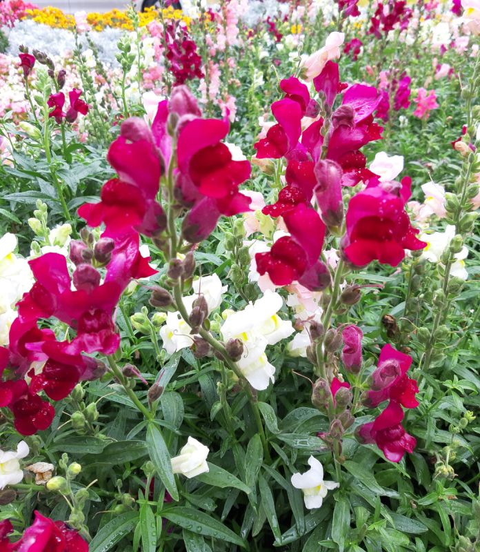 ������� ���: ������� � ������ �������� � ����� �� ������ � 2026 ����?