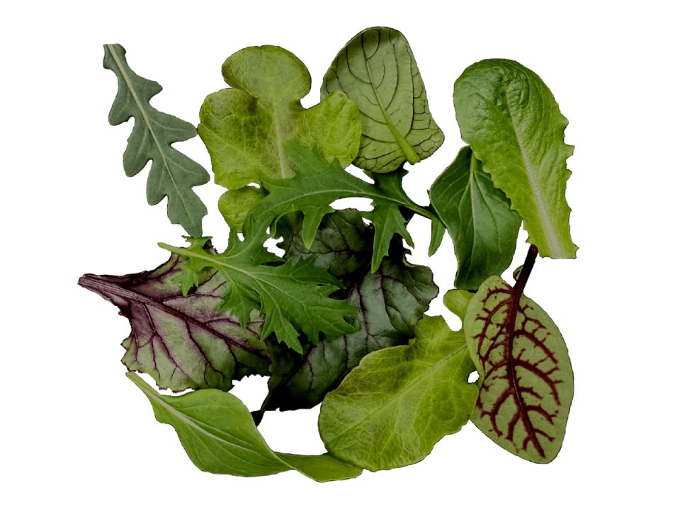 � ���� �����������: �����-����� � ����� ������� ���-�������