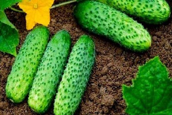 ������ ������: ������� ������ ��� ������� ������